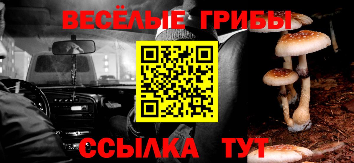 Галлюциногенные грибы Psilocybe Североморск
